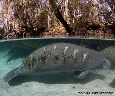A living manatee bears scars from a boat hit.