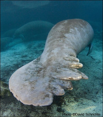 Above, a manatee with scars from a boat strike. The Service’s recent announcement that it believes the risks and threats to manatees are pretty well under control indicates that they’re satisfied with the status quo that leaves manatees dying of boat strikes, poisoned by red tide exposure, and facing loss of winter habitat.