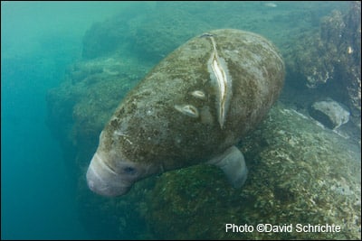 The U.S. Fish and Wildlife Service wants to prematurely remove manatees from the endangered species list while the threats and risks to them and the aquatic ecosystems upon which they depend are neither controlled today nor likely to be for the foreseeable future as required by the Endangered Species Act.