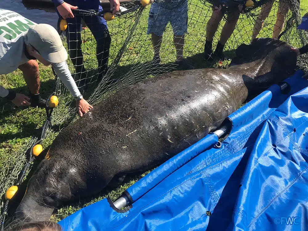 An emaciated manatee is rescued by the Florida Fish & Wildlife Conservation Commission (FWC). Photo courtesy FWC.