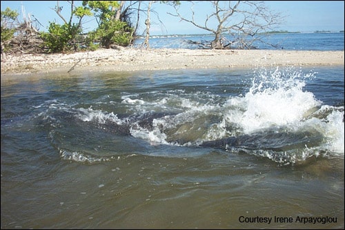 A manatee mating herd. Mating activity often occurs in shallow water, attracting the attention of curious or concerned onlookers.