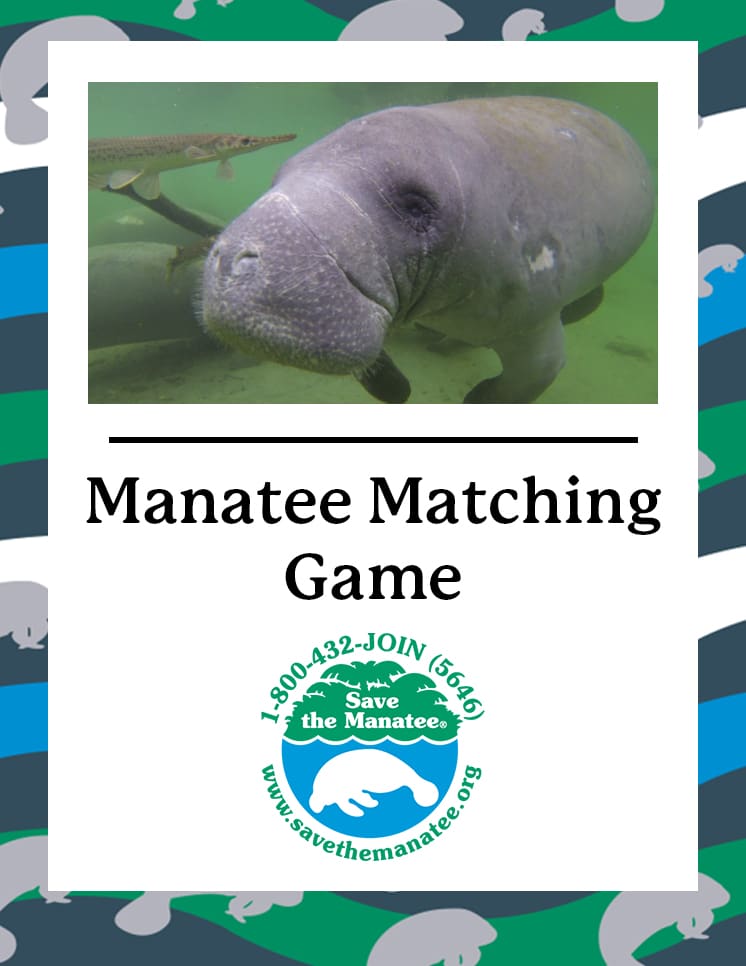 Manatee Matching Game