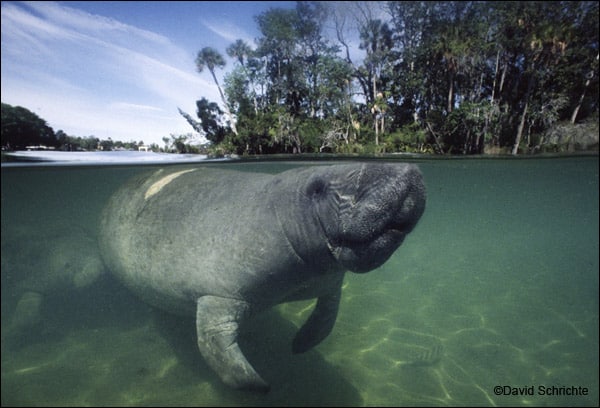 Because imperiled manatees are generally slow-moving and must surface to breathe air, they are especially vulnerable to collisions with fast-moving watercraft. Boat accidents are the primary cause of human-related manatee deaths.