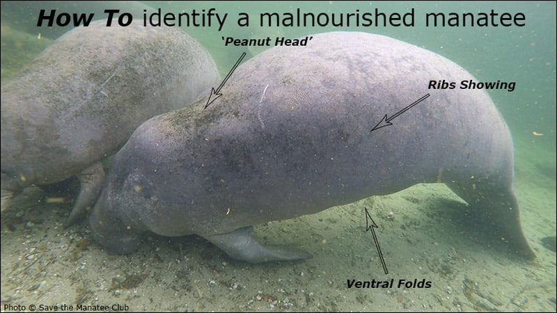 Malnourished manatees may have visible ribs, a sunken area behind their head, seem unable to keep their balance, and breathe more rapidly. A lone manatee calf with no adults around may be an orphan and is also of concern. Distressed manatees should be reported immediately to the FWC wildlife alert hotline at 1-888-404-FWCC (3922).