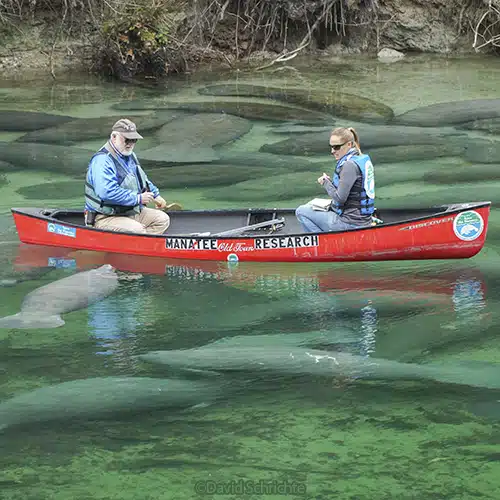 Manatee Sighting Blog  Save the Manatee Club