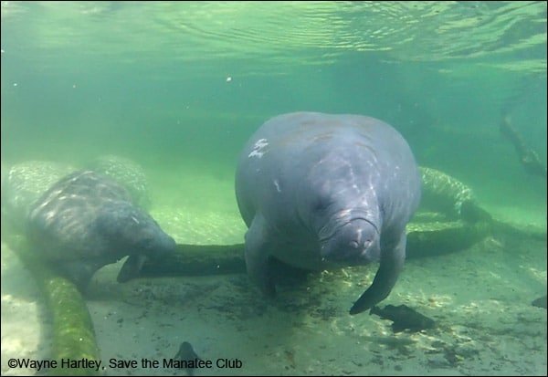 Flash is a manatee known to speed away quickly when spooked.