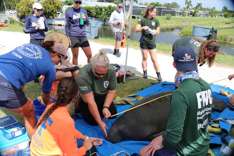 A manatee
rescued at Whiskey Creek lays on a tarp, surrounded by rescuers, and receives a health assessment.
