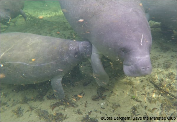 Aqua the manatee swimming while her calf nurses from under her flipper