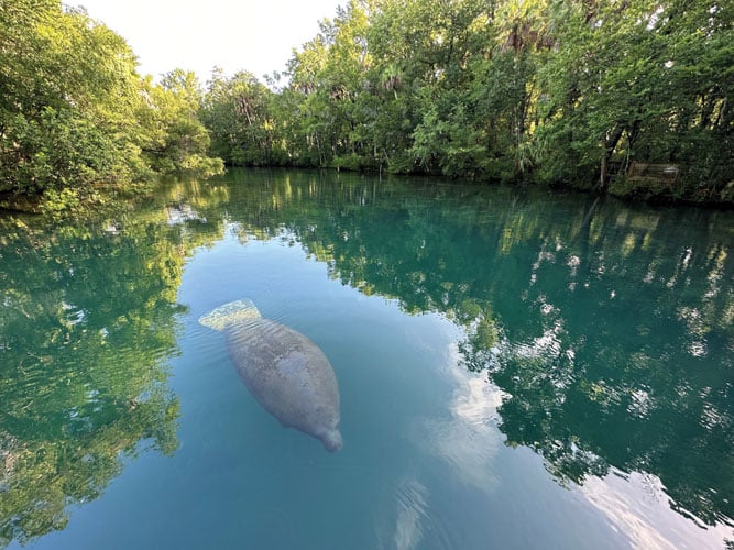 Betsy glides over the Homosassa main spring on a humid summer morning. Photo courtesy of Kate Spratt, HSWSP.