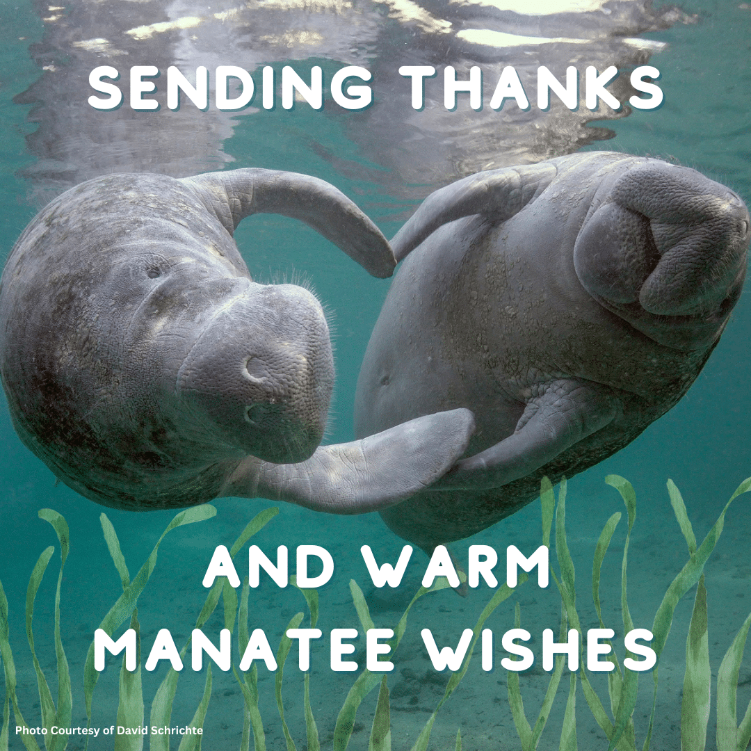 Send some warm manatee wishes to loved ones with four ecard designs!