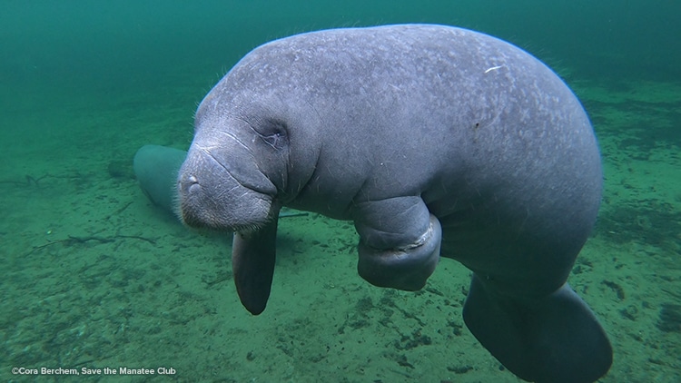 A side-view of a manatee with scarring on his flipper from an entanglement