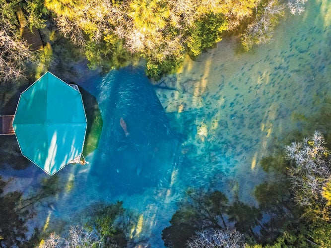 An aerial image looking down shows manatees among swirling fish in the main Homosassa Spring on a cold winter morning.