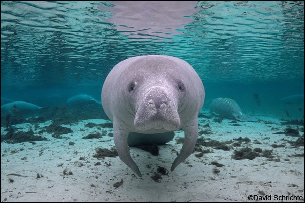 Human-caused threats like watercraft collisions continue to rank as the largest known cause of manatee mortalities.