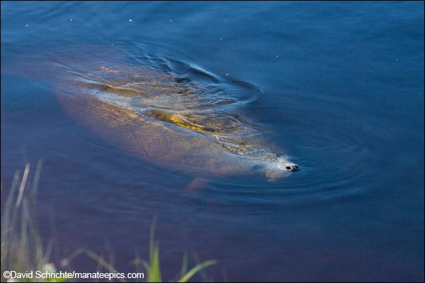 A manatee surfaces to breathe. Save the Manatee Club reminds boaters throughout the southeast to watch for manatees this summer.