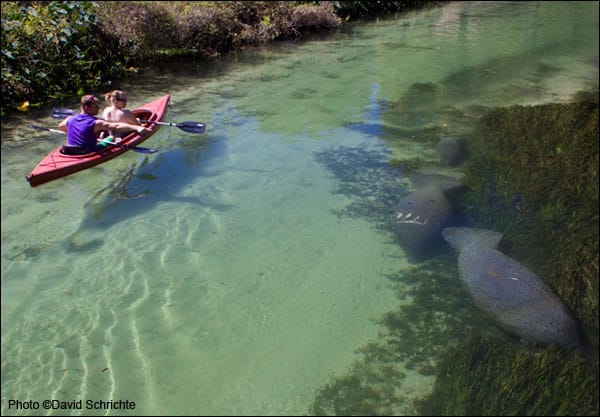 Kayakers demonstrate the best way to view manatees in the wild: from a distance. Please don’t touch manatees or give them food or water.