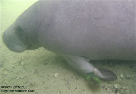 This photo, taken on November 27, 2019, shows the fishing line entanglement clearly visible on Una’s flipper.