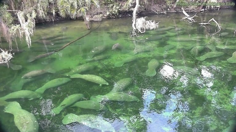 Webcams | Save the Manatee Club