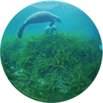 Save the Manatee® Club Launches Brand New Webcams at Silver Springs