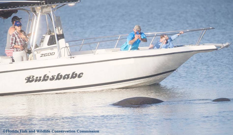 Getting Ready For Fun On The Water This Summer? Share the Waterways With Manatees.