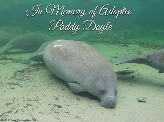 Paddy Doyle Tribute Paddy Doyle Tribute