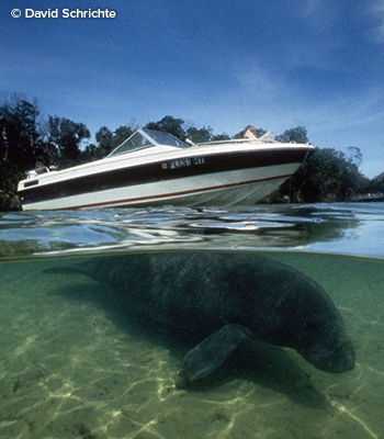 Boats Manatees Drs Boats Manatees Drs