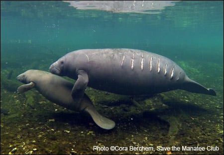Above, a manatee bears scars from a boat hit. Because of escalating threats, manatees still need to retain their endangered status and the protective measures that only the Endangered Species Act can provide.