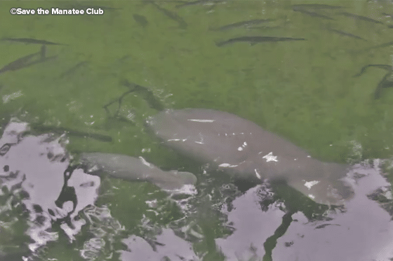 Phyllis Webcam Smc Pt Phyllis and her yearling calf were among the summer sightings at Blue Spring State Park.