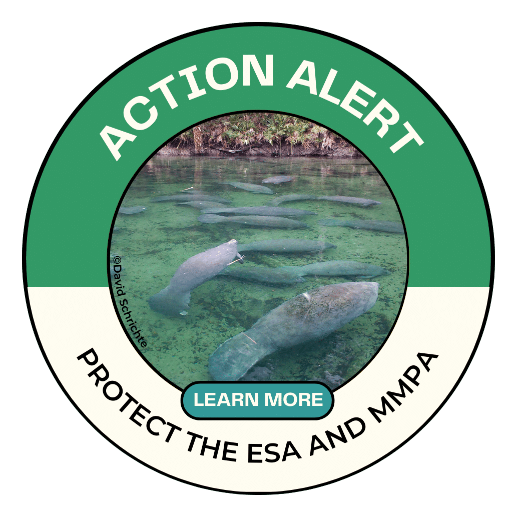 Save the Manatee Club