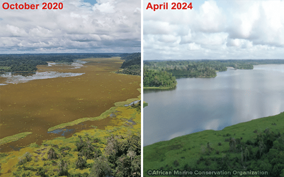 Lake Ossa before and after the introduction of the salvinia weevil which feeds on the invasive salvinia plant.