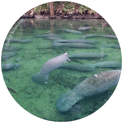 Circle Bssp Schrichte