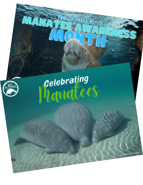 Share your favorite manatee facts or a hello using our Manatee Awareness Month eCards!