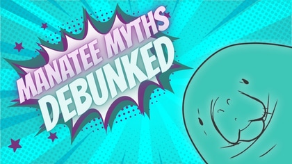 ManateeMythsDebunked