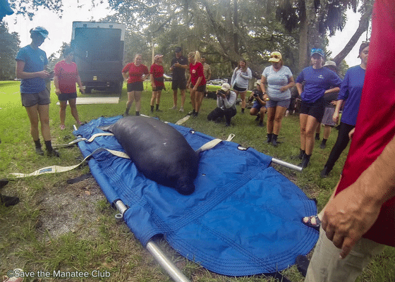 Carditee Gets Another Second Chance