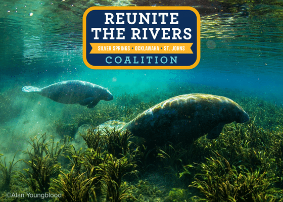 Protecting Manatees with Policy and Purpose