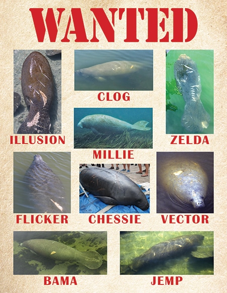 Another Quiet Quarter for Our Coastal Adoptees