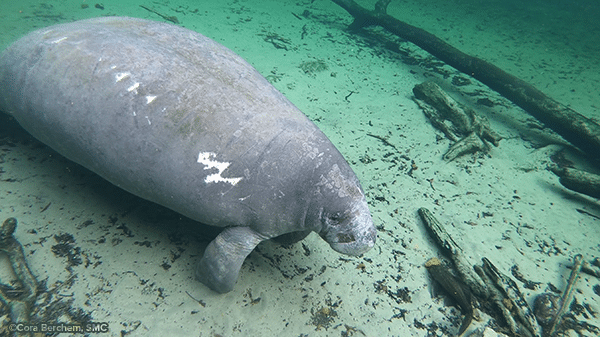 Manatee Sightings Update: June 2026 | Save the Manatee Club