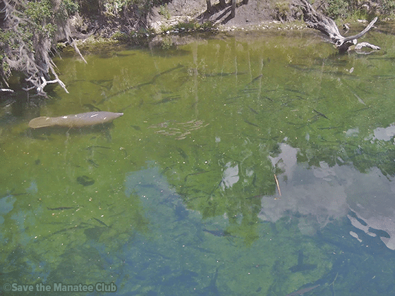 Manatee Sightings Update: June 2026 | Save the Manatee Club