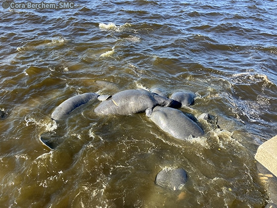 Manatee Sightings Update: June 2026 | Save the Manatee Club