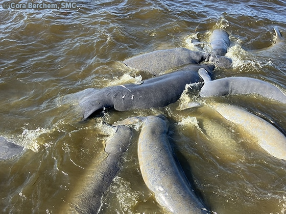 マナティページ Manatee Sightings Update: June 2026 | Save the Manatee Club