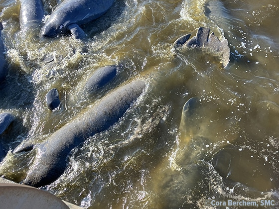 Manatee Sightings Update: June 2026 | Save the Manatee Club