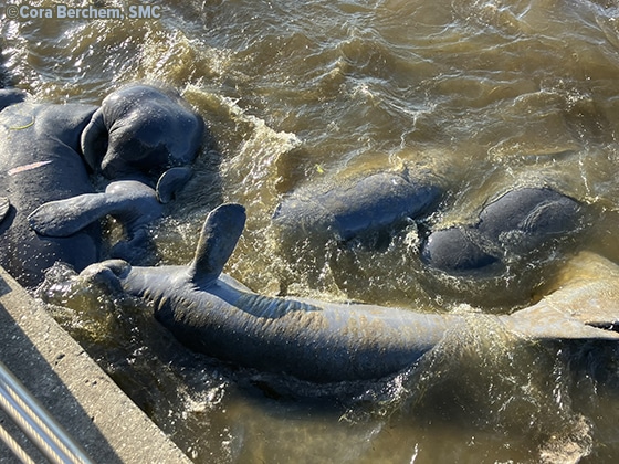 Manatee Sightings Update: June 2026 | Save the Manatee Club