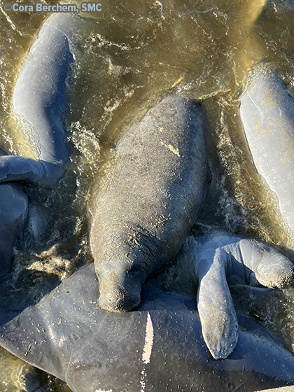 Manatee Sightings Update: June 2026 | Save the Manatee Club