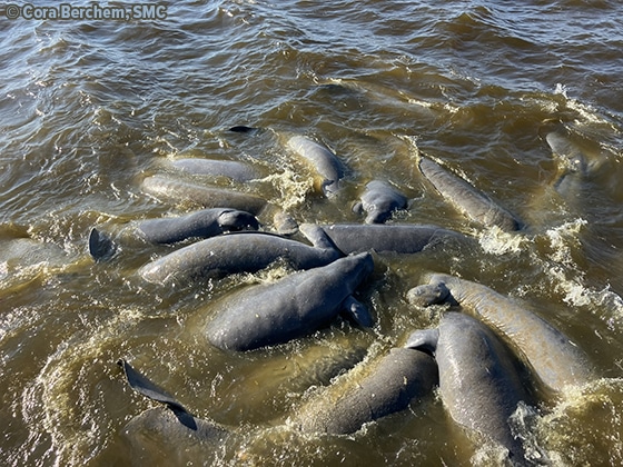 Manatee Sightings Update: June 2026 | Save the Manatee Club