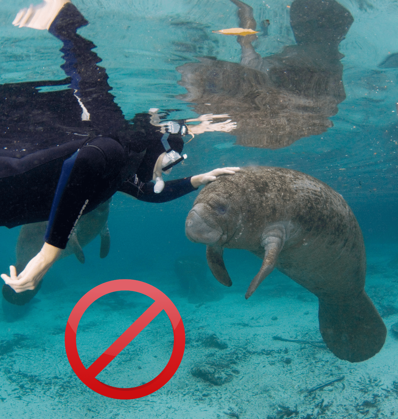 This Fourth of July, Give Manatees the Freedom to be Wild | Save