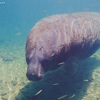 Ariel enjoying a swim in her natural spring home.