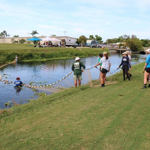 Rescue volunteers and officials pull a giant net across a canal and drag it down the canal to corral entrapped manatees.