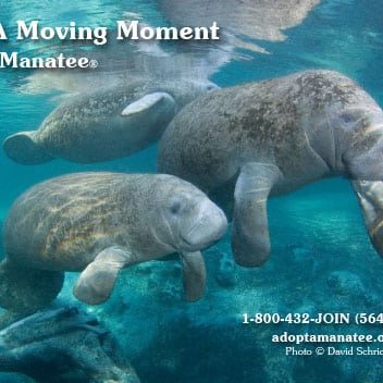 Note: A high-resolution version of the above PSA, or photos of manatees and the Adopt-A-Manatee membership materials, are available upon request.