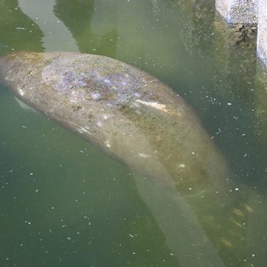 2025 02 03 FWC058 6996 Vector Vector rests in the warm water near the Apollo Beach power plant outflow in early February.