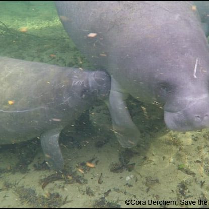 Aqua the manatee swimming while her calf nurses from under her flipper