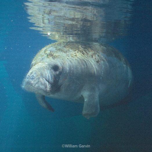 An underwater photo of Ariel the manatee in the clear waters of Homosassa Springs.